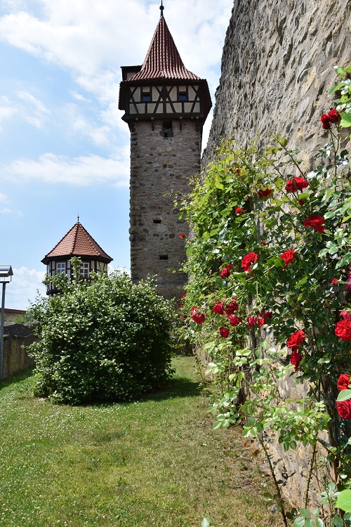 Wunderschöne Rosen an der Kirchenburgmauer